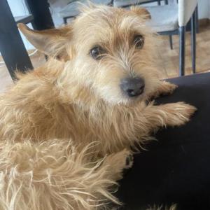 MILO 4* (CASO EXTERNO)