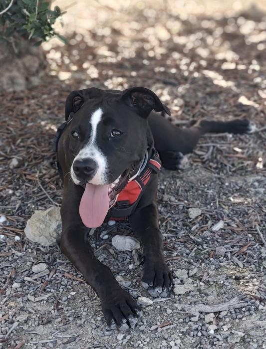 SANAM* (CASO EXTERNO)