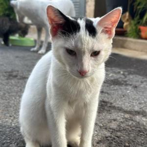 KOKO* (CASO EXTERNO)