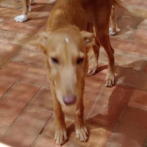 TARZ�N 3* (CASO EXTERNO)