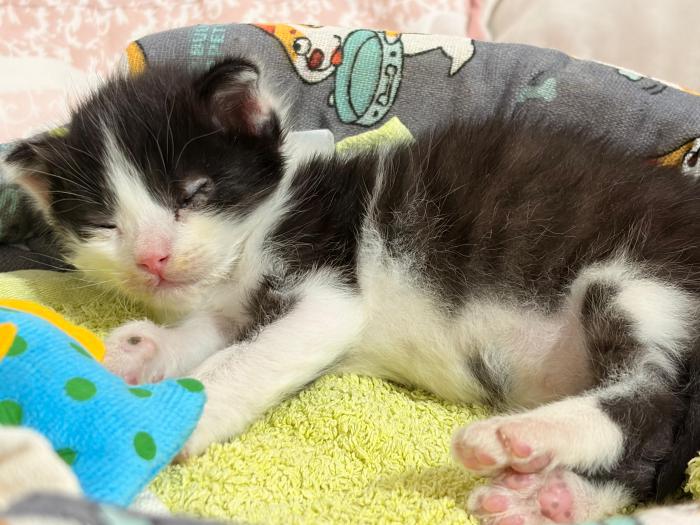 LUCA 2