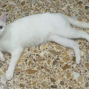 OLIMPO