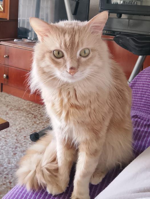 VITO* (CASO EXTERNO)