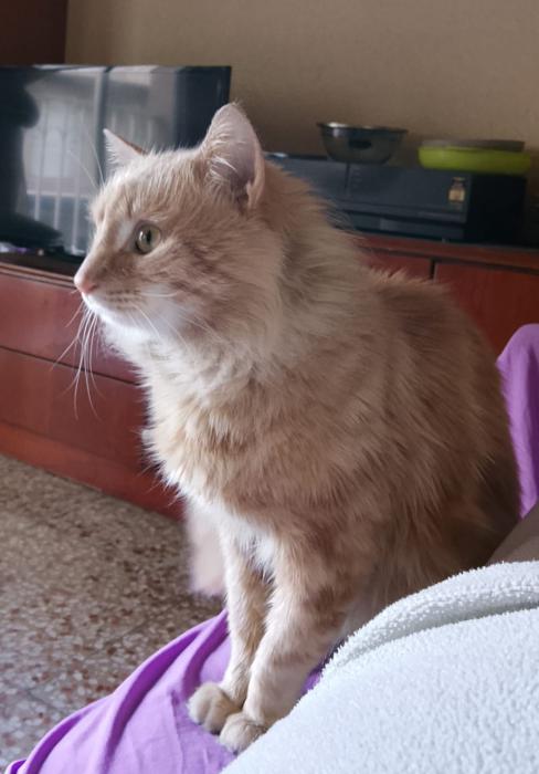 VITO* (CASO EXTERNO)