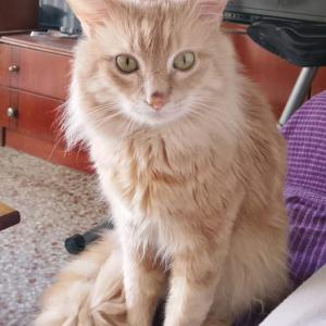 VITO* (CASO EXTERNO)