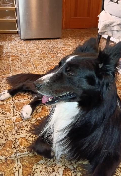 REX 2* (CASO EXTERNO)