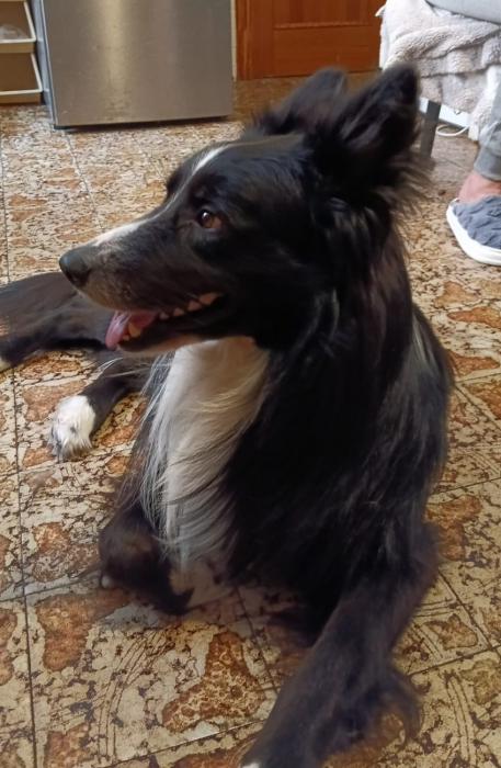 REX 2* (CASO EXTERNO)