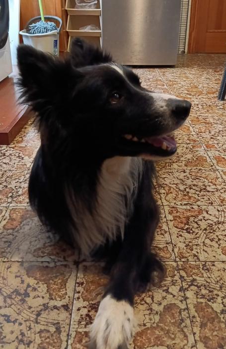 REX 2* (CASO EXTERNO)