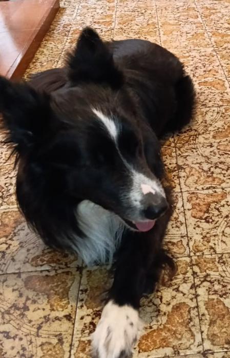 REX 2* (CASO EXTERNO)