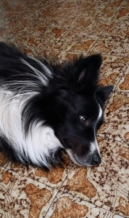 REX 2* (CASO EXTERNO)