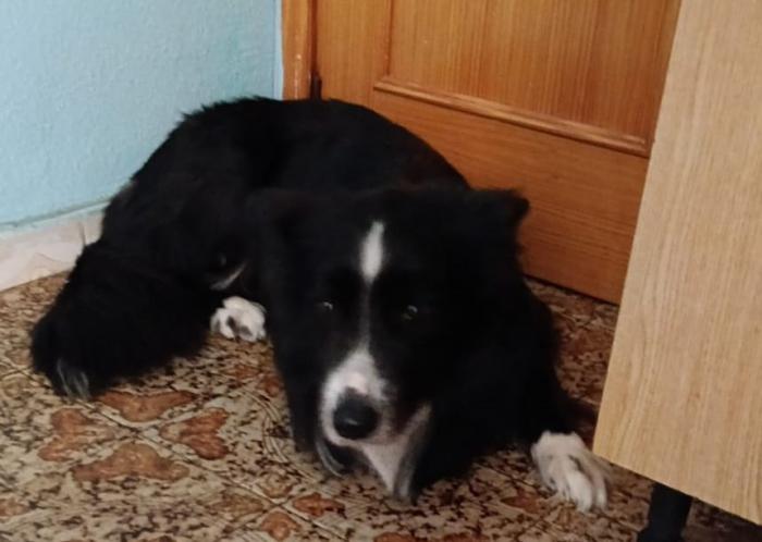 REX 2* (CASO EXTERNO)