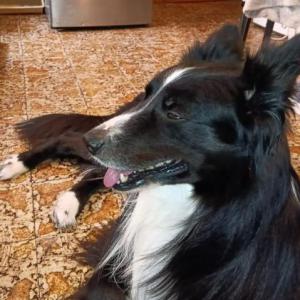 REX 2* (CASO EXTERNO)