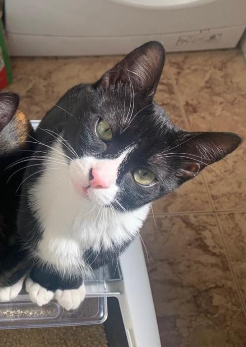 CLOONEY* (CASO EXTERNO)
