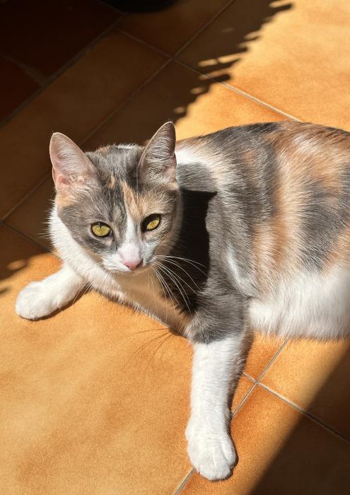 WANDA 2* (CASO EXTERNO)