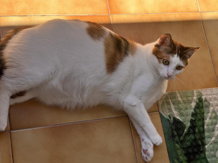 COOKIE 2* (CASO EXTERNO)