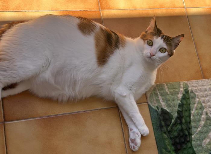 COOKIE 2* (CASO EXTERNO)
