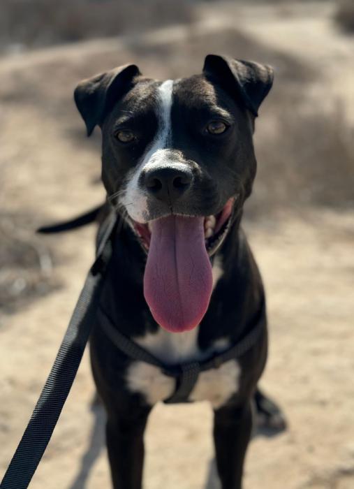 ARES 10* (CASO EXTERNO)
