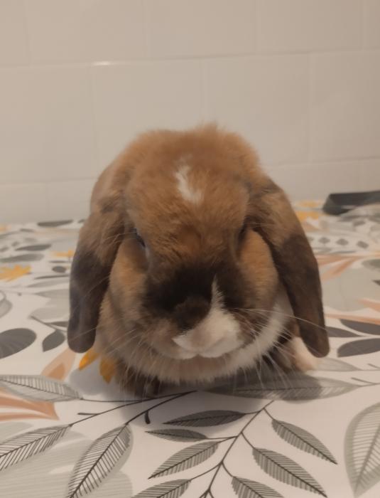 LLUNA* (CASO EXTERNO)