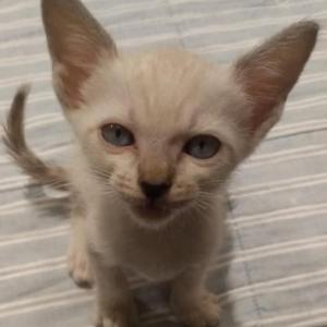 MERL�N 5* (CASO EXTERNO)