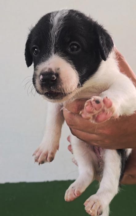 PELAYO