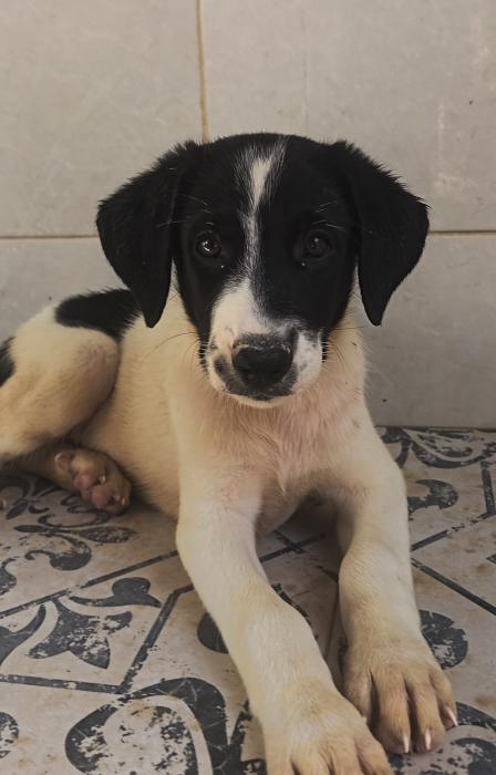 PELAYO