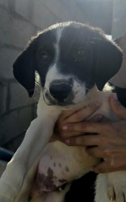 PELAYO