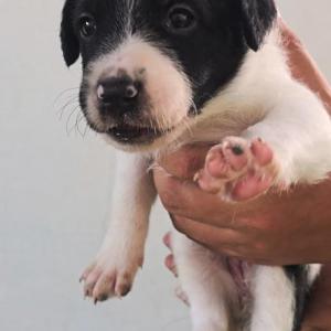 PELAYO