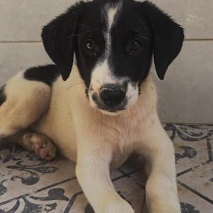 PELAYO