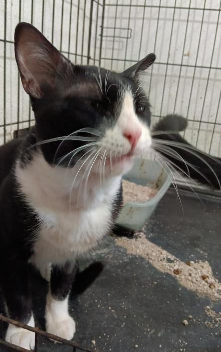YAK* (CASO EXTERNO)