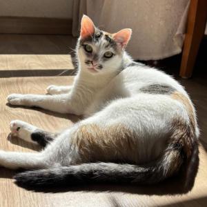 VALENTINA 4* (C. EXTERNO)