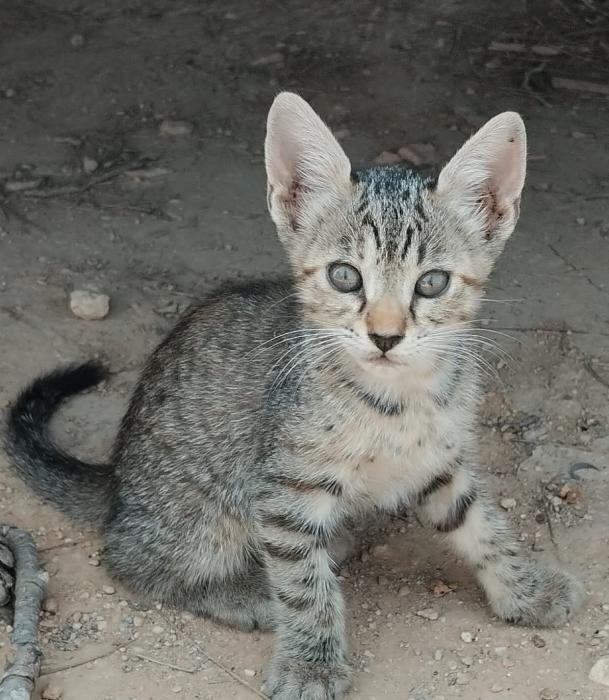 KENAI* (CASO EXTERNO)