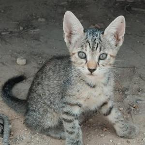 KENAI* (CASO EXTERNO)