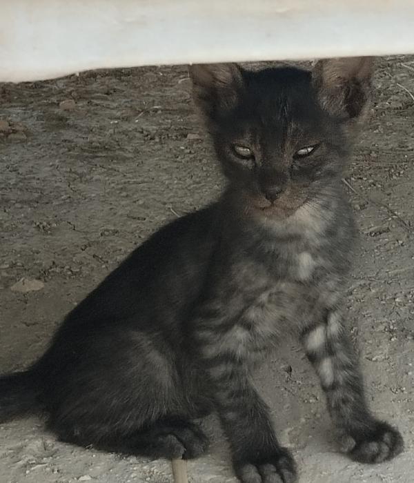 KUMA 2* (CASO EXTERNO)