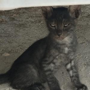 KUMA 2* (CASO EXTERNO)