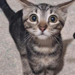 MEL�N* (CASO EXTERNO)