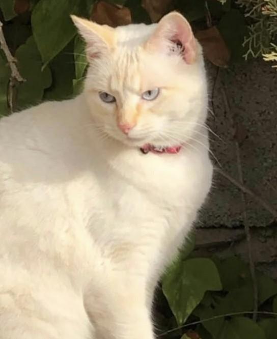SAMANTHA* (CASO EXTERNO)