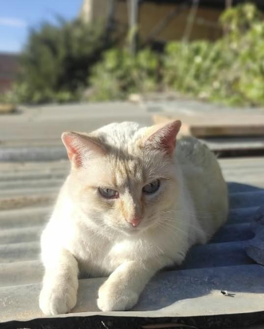 SAMANTHA* (CASO EXTERNO)