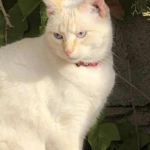 SAMANTHA* (CASO EXTERNO)