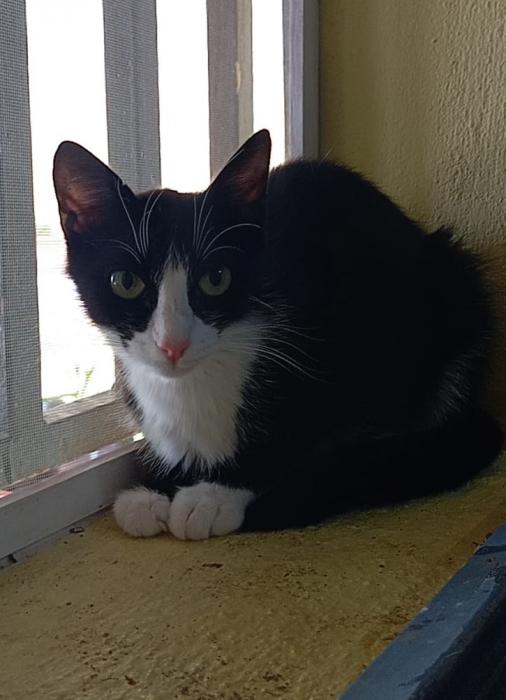 SELENE* (CASO EXTERNO)
