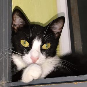 SELENE* (CASO EXTERNO)