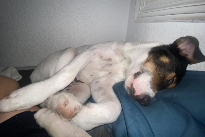 ROCKY 16* (CASO EXTERNO)