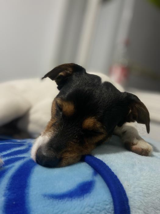 ROCKY 16* (CASO EXTERNO)