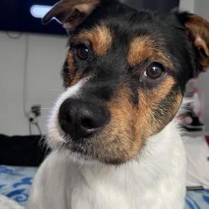 ROCKY 16* (CASO EXTERNO)