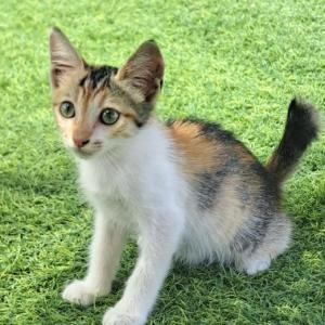 L�A 9* (CASO EXTERNO)