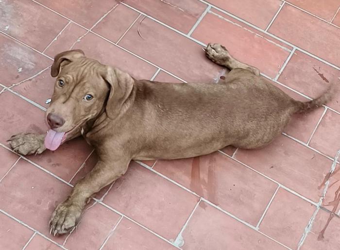 DANTE 2* (CASO EXTERNO)