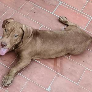 DANTE 2* (CASO EXTERNO)