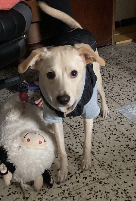 TOBBY 4* (CASO EXTERNO)