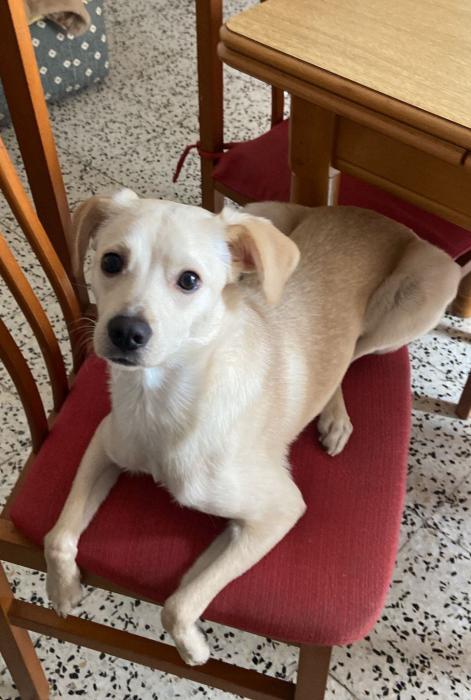 TOBBY 4* (CASO EXTERNO)