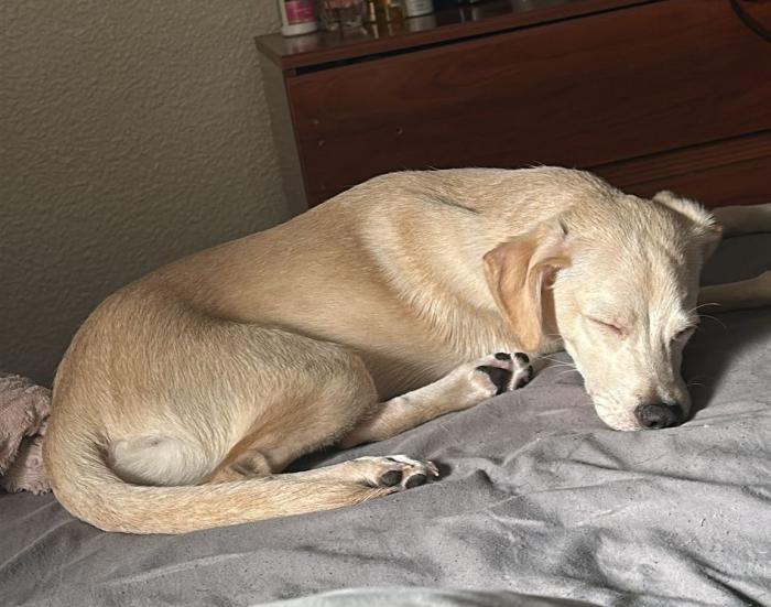 TOBBY 4* (CASO EXTERNO)