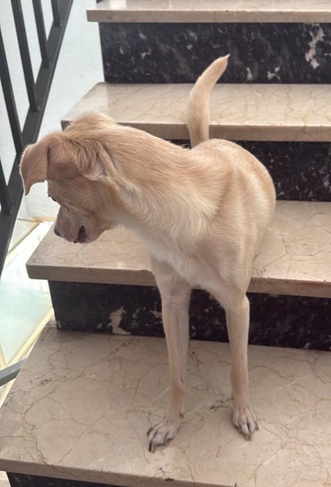 TOBBY 4* (CASO EXTERNO)